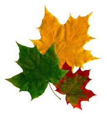 3 、 wallpaper hidup hd tema tema maple daun musim gugur dengan gaya aaa menawarkan pengalaman visual model baru kepada anda. Maple Tree M0odym0odpecker