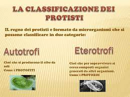 Gli organismi protisti possiedono le caratteristiche proprie sia delle piante che degli animali. I Protisti Ppt Video Online Scaricare