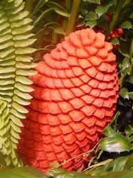 Image result for Encephalartos ferox