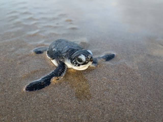 Sea Turtles | Pensacola Pontoons