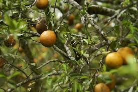 Grapefruit, citrus × paradisi, is a large evergreen tree in the family rutaceae grown for its edible fruit.the tree has a spreading canopy with a rounded top and densely packed dark green, long and thin leaves with winged petioles. Spraying Antibiotics To Fight Citrus Scourge Doesn T Help Study Finds The New York Times