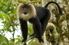 Science Log Lion Tailed Macaque A Rare Species Of Primate In India Faces Threat Of Extinction Monkey Breeds Macaque Primates