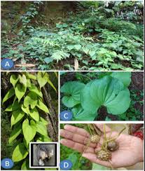 Image result for Dioscorea alata