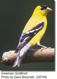 Sometimes they will congratulate in large numbers around feeders. American Goldfinch