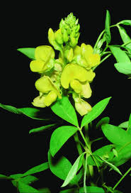 Image result for Crotalaria micans