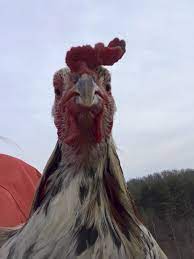 Adventures In Chicken Brain Ricochet