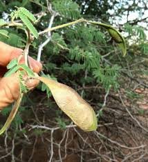 Image result for Acacia fleckii