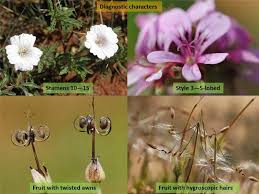 Image result for Geraniaceae