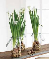 How To Force Bulbs Into Bloom Bulb Flowers Plants In Jars Planting Bulbs