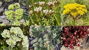 Image result for Riocreuxia torulosa