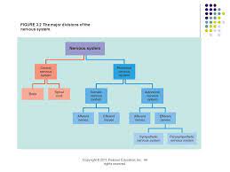 See more ideas about nervous system diagram, nervous system, nervous. Psychology Unit 1 Major Divisions Of The Nervous System Diagram Quizlet