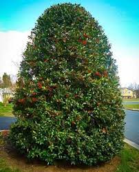 Refine by no filters applied browse by & hide filters show filters sort by: Everything To Know About The Nellie Stevens Holly The Tree Center