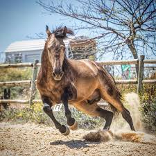 Epingle Sur Chevaux