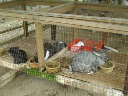 Whatever you think is best! Livestock Rabbit Feedinganimal Husbandry Rabbit