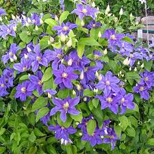 Image result for Clematis costata