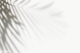 Shadow Of Palm Leaves On A Wall Free Image By Rawpixel Com Shadow Images Shadow Shadow Photography