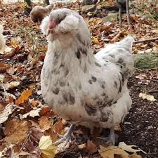 Splash ameraucanas, pullet on the left photos courtesy of taryn koerker. Ameraucana Eggs Height Size And Raising Tips