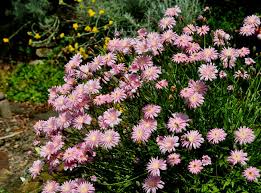 Image result for Crepis newii
