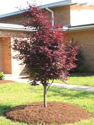 Check spelling or type a new query. Grobe S Nursery And Garden Centre Japanese Maples