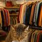 Purrfect Finds Pop-Up: Fill a Bag, Save a Cat!” event image