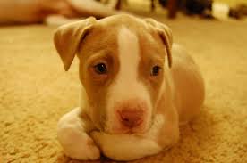 pin by holly breedlove on i love pitbulls pitbulls puppies and kitties baby dogs