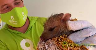 A snail can sleep for three years. 8 Billion Trees Carbon Offset Projects Ecological Footprint Calculators 8 Billion Trees Trivia For Kids Do You Know These Animal Fun Facts