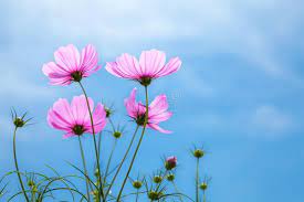 Flowers Cosmo Flowers Cosmos Against The Blue Sky Cosmos Sulphureus Cav Ad Cosmos Blue Flowers Cosm Cosmos Crystal Suncatchers Fragrance Bracelet