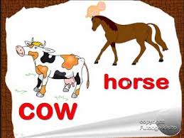 See domestic animals chart stock video clips. English Lesson Farm Animal Vocabulary Esl Kids Lesson Wmv Youtube