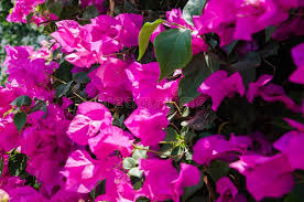 We did not find results for: Fiori Viola In Egitto Fiori Per Sfondo Chiudi Immagine Stock Immagine Di Flora Disegno 159458883