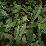 Image result for Peddiea