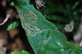 Image result for Stigmella freyella