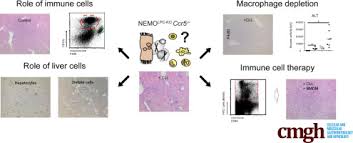 The common hepatic duct transports the bile made by the liver cells to the gallbladder and duodenum (the first part of the small intestine) via the common bile duct. Roles Of Ccr2 And Ccr5 For Hepatic Macrophage Polarization In Mice With Liver Parenchymal Cell Specific Nemo Deletion Cellular And Molecular Gastroenterology And Hepatology