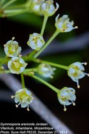 Image result for Gymnosporia arenicola