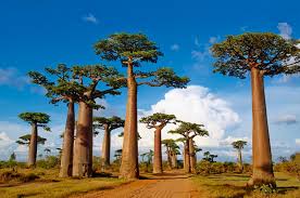 The tree has been introduced in many countries used as an ornamental plant. Living Desert Reservoir African Monkey Bread Tree Introduces China Painting Wind Mutation Styling Inews