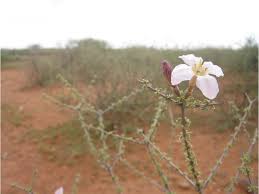 Image result for Abutilon englerianum