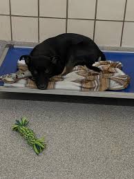 4/17/26 UPDATE: Sonrisa's in a foster home and still available for  adoption!!! Huge thanks to the foster and all who shared this post 🥳🎉.  Meet Sonrisa, her name means “smile” 😊🐾 She