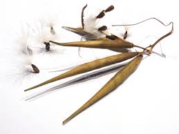 Image result for Vincetoxicum afrum