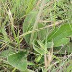 Image result for Haplocarpha scaposa