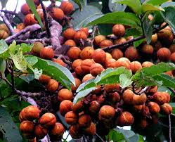 Image result for Pycnanthus