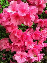 Pink Azalea Bush Azalea Flower Digital Photography Digital Download By Gingerandacd On Etsy Azalea Flower Pink Azaleas Beautiful Pink Flowers