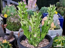 Image result for Euphorbia persistentifolia