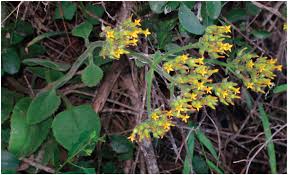 Image result for Kalanchoe lanceolata