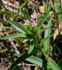Image result for Nesaea linearis