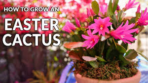 It could be carried out by anyone. Tips For Growing An Easter Cactus Spring Cactus Joy Us Garden Youtube