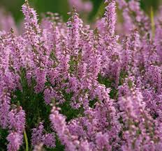 Maybe you would like to learn more about one of these? Struikheide Calluna Vulgaris Mijntuin Org Heidebloem Paarse Planten Planten