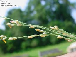 Image result for Panicum repens