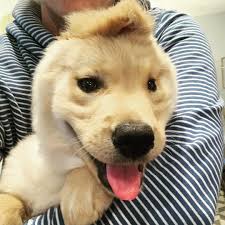 He is looking for a new home ful. Meet The Rare Golden Unicorn Pup With One Ear Down The Middle Of Her Head Golden Retriever Puppy Retriever Puppy Puppies