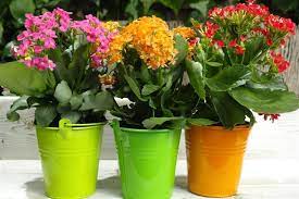 We did not find results for: Things You Should Know About Taking Care Of Kalanchoe Plants Gardenerdy