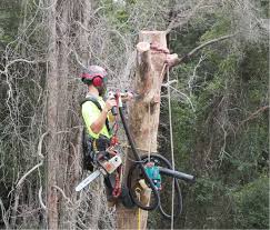 Sustainable Arborists - Sunshine Coast | Greenish Tree Care