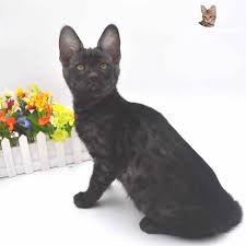 The savannah cat is one of world's rarest hybrid cat. Savannah Cat Breeders Savannah Cats Bengal Cats For Sale